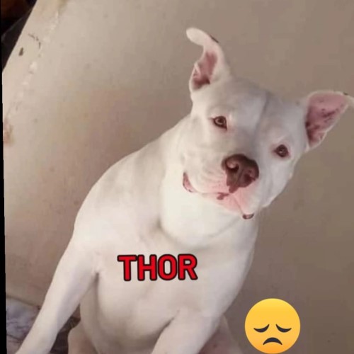 Família procura por Thor, cão desaparecido na região do Acesso Oeste, em Resende